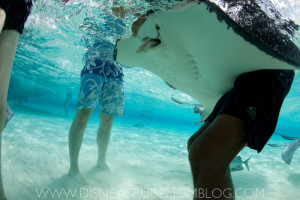 Our visit to Stingray City when we went to Grand Cayman on our Disney Cruise.