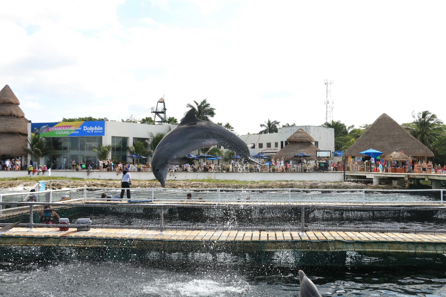 Cozumel Dolphin Discovery Chankanaab Disney Cruise • Disney Cruise Mom Blog